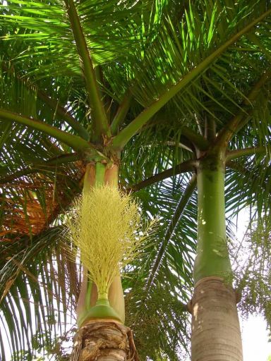 Roystonea regia-min 1