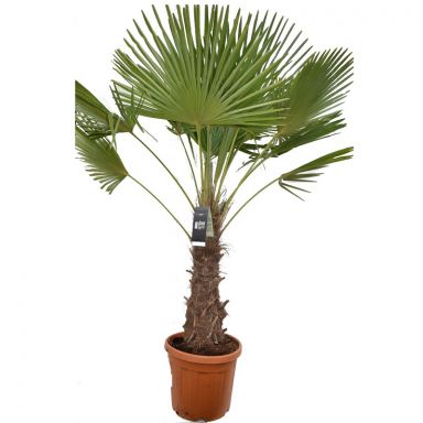 Trachycarpus fortunei trunk 60 en trunk 70 40cm large  wit k