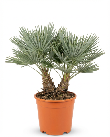 Trithrinax campestris p32-01