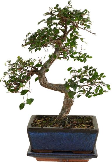 Ulmus parvifolia zelkova bonsai s