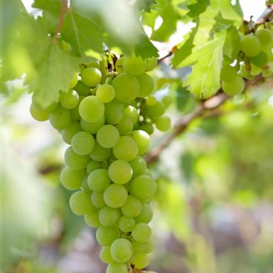 Vitis vroege van der laan 2