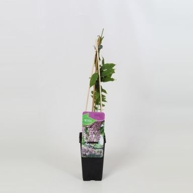 Wisteria floribunda rosea