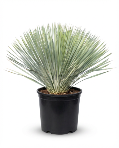 Yucca rostrata-01