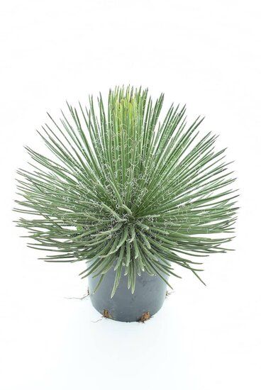 Agave Artificial Pequeño - Tienda de Plantas Artificiales