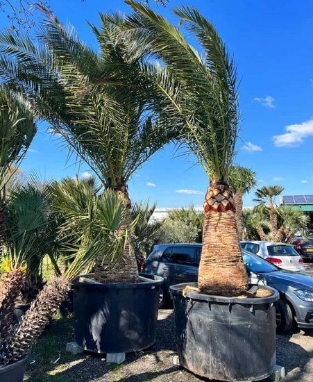 Phoenix canariensis - Stamm 120-140 cm - Gesamthhe 300+ cm - Topf 600 ltr  [pallet] - MyPalmShop