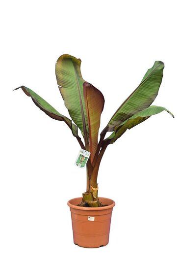 aloe vera pflege haut CristinenMoor Aloe Vera Gel