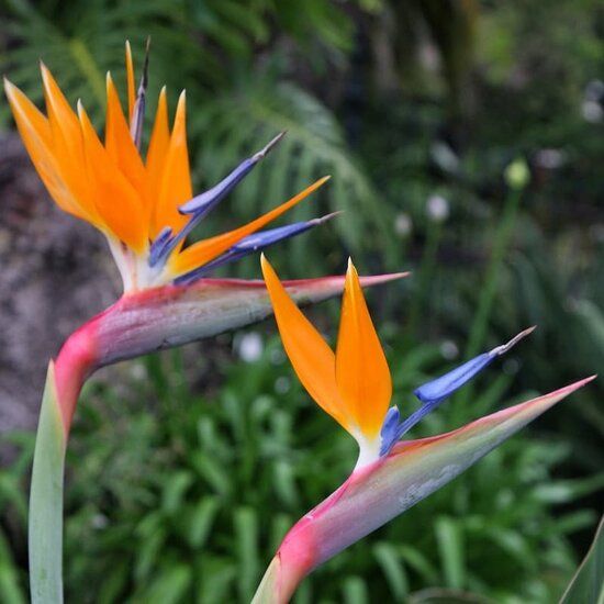 Strelitzia reginae Topf  26 cm - MyPalmShop