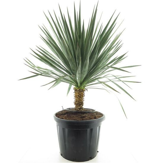 sansevieria hahnii black Sansevieria Hahnii/Starpower main image 0
