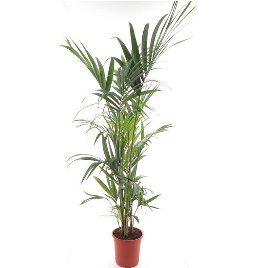Howea forsteriana - Topf  27 cm - MyPalmShop