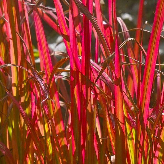 Imperata cylindrica Red Baron - Set von 3 - MyPalmShop
