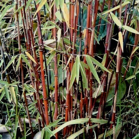 Fargesia jiuzhaigou - Gesamthhe 80+ cm - Topf 5 ltr - MyPalmShop