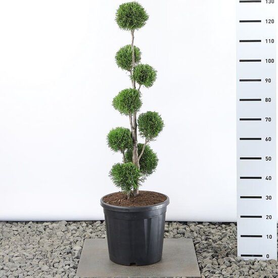 bambus goslar Wuchernder Bambus Goldrohrbambus kaufen | Phyllostachys aurea -  Goldrohrbambus main image 1