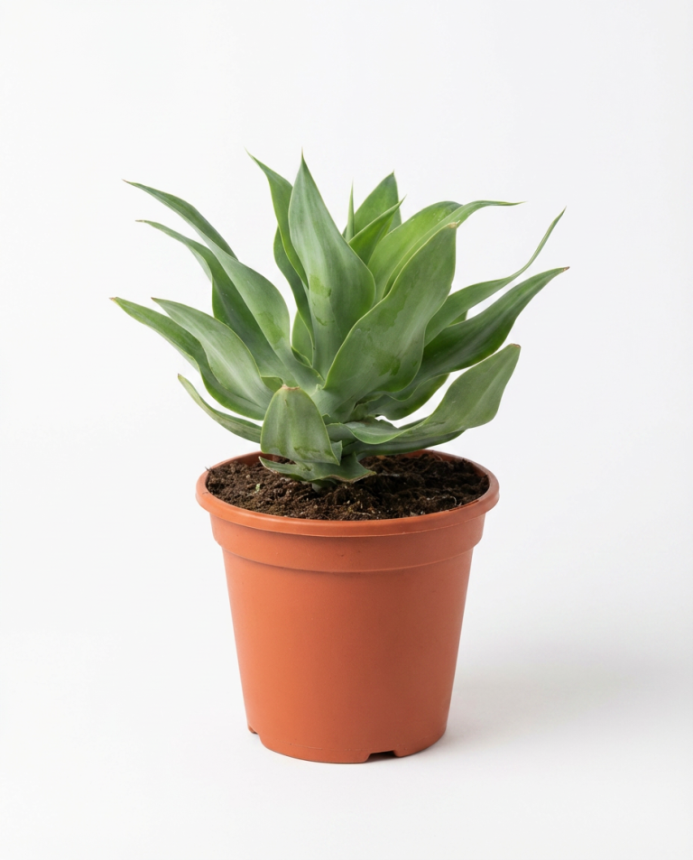 Agave attenuata - Topf 20 cm - MyPalmShop