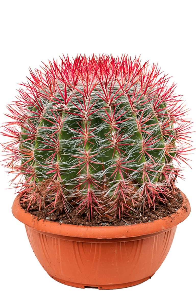 Ferocactus stainesii - MyPalmShop - MyPalmShop