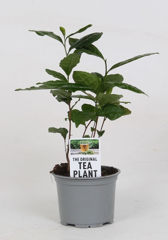 Camellia sinensis - MyPalmShop