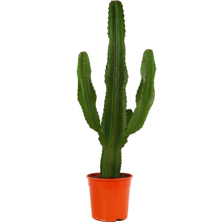 Euphorbia ingens - MyPalmShop