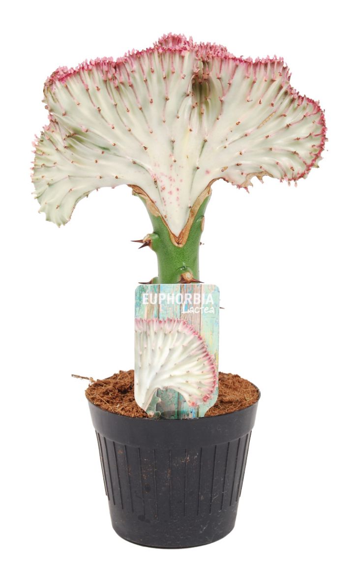 Euphorbia lactea - MyPalmShop