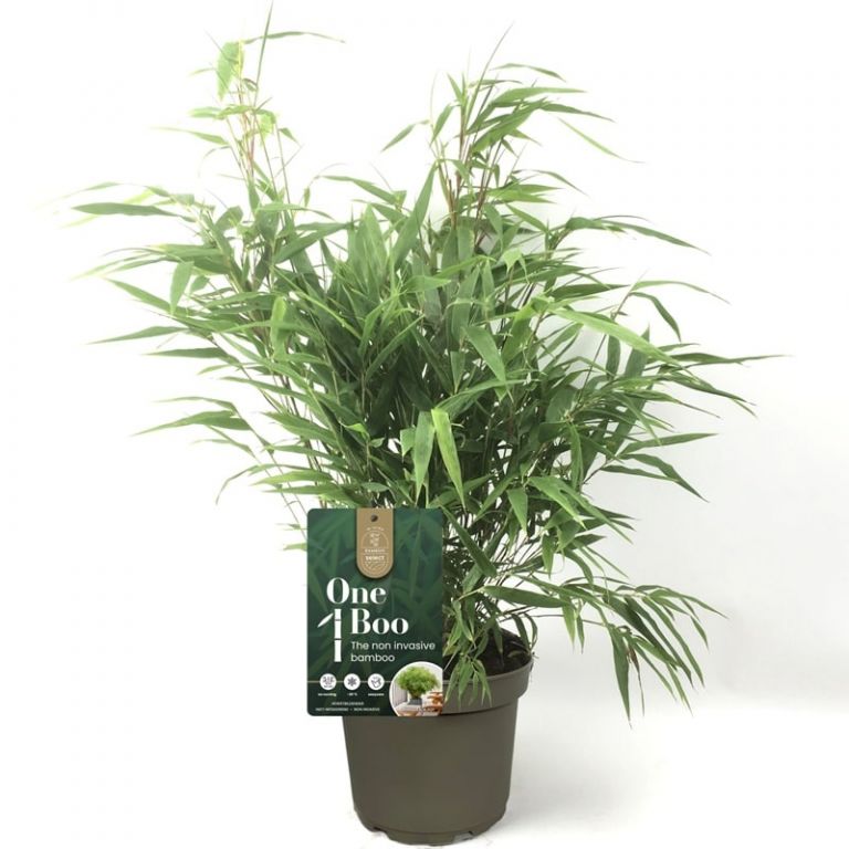 Fargesia One Boo - Topf  10 cm - MyPalmShop