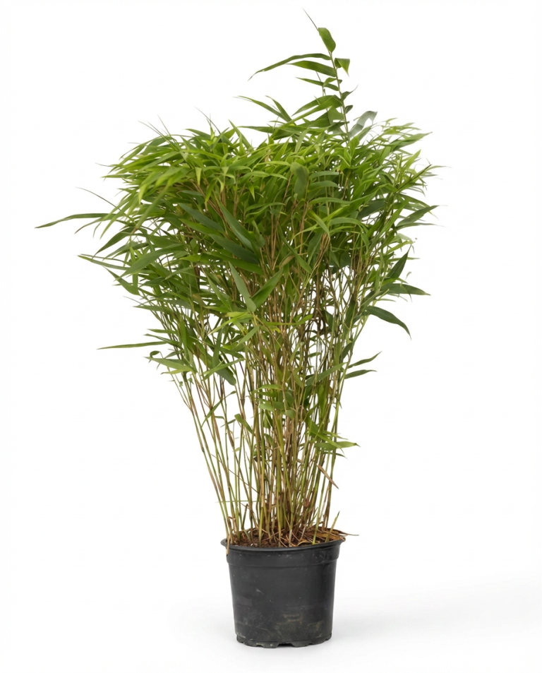 Fargesia rufa Topf 2 ltr - MyPalmShop