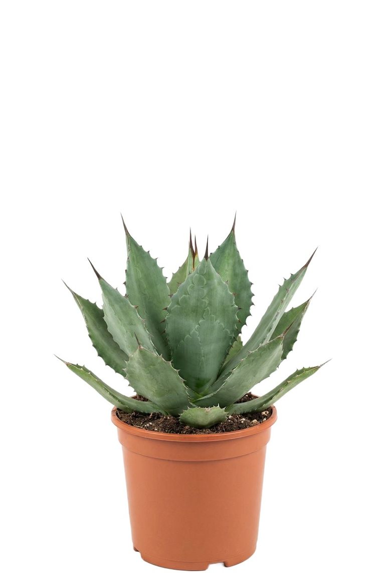 agave gelb grün Agave potatorum main image 0