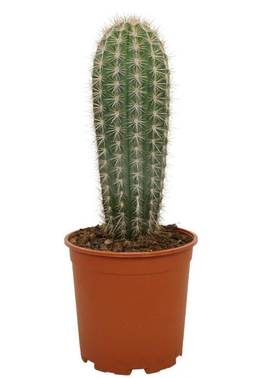 kentia palme katze giftig Kentiapalme kaufen | Howea forsteriana main image 1