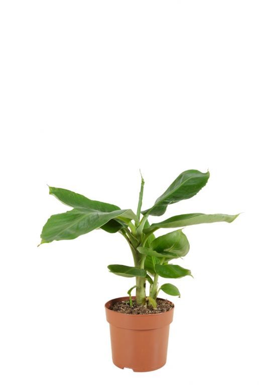 Musa tropicana - MyPalmShop