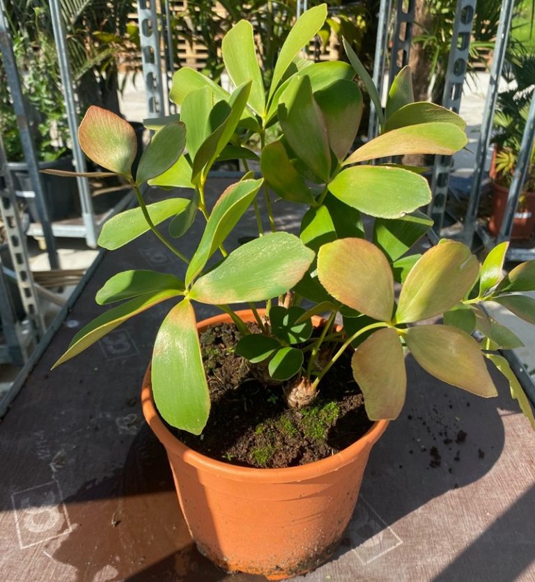 Zamia furfuracea - Topf  19 cm - MyPalmShop