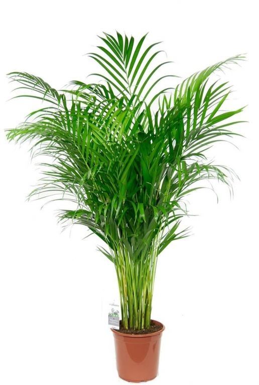10033 - dypsis lutescens -jpeg