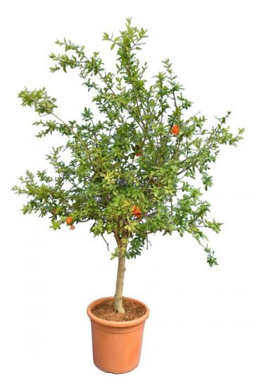 Punica granatum