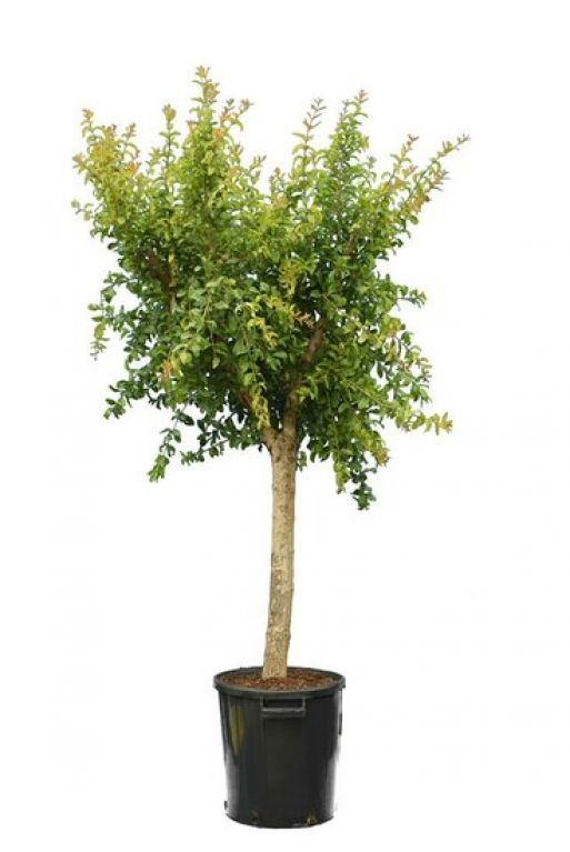 Punica granatum
