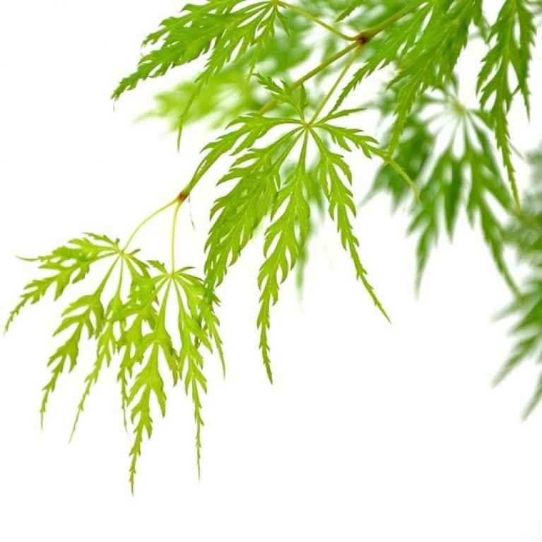 Acer palmatum Dissectum