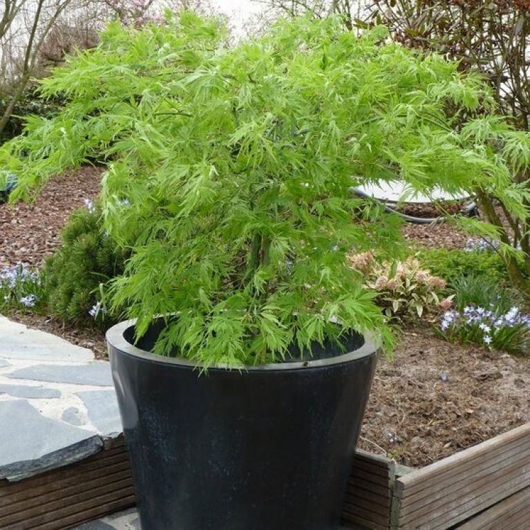 Acer palmatum Dissectum