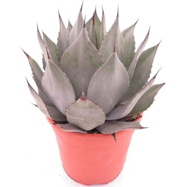 Epipremnum Pinnatum Global Green