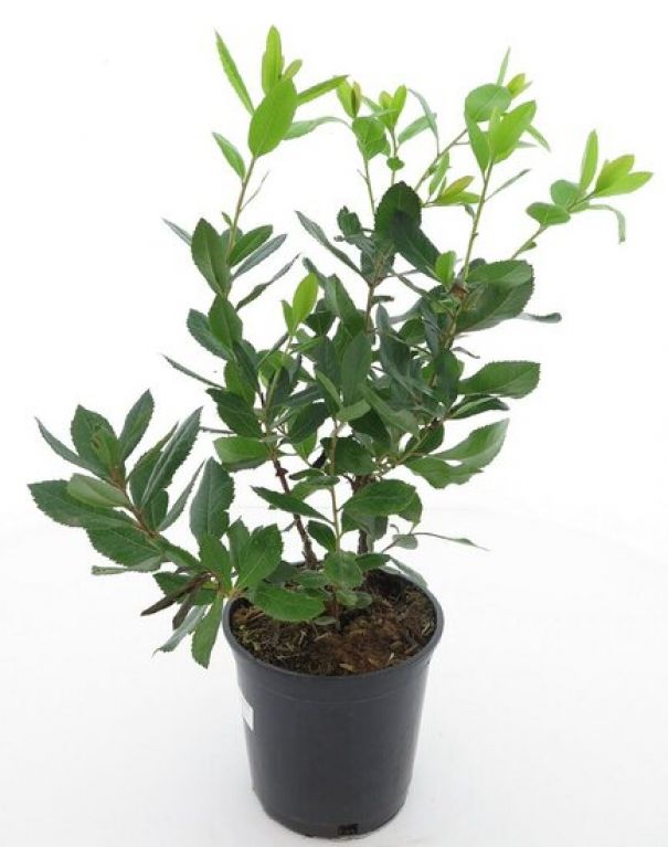 Arbutus unedo
