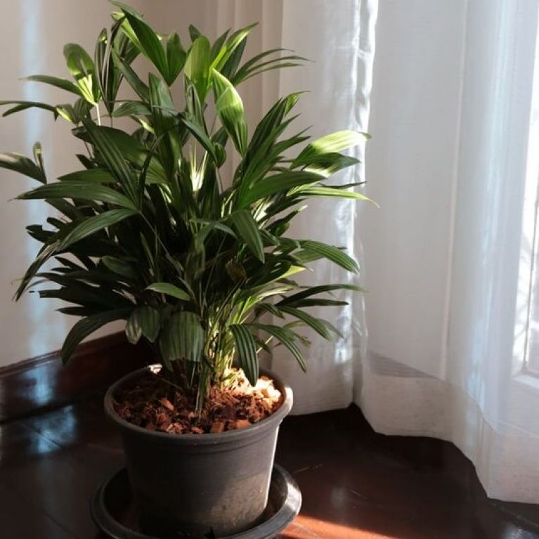 Rhapis excelsa Multitrunk