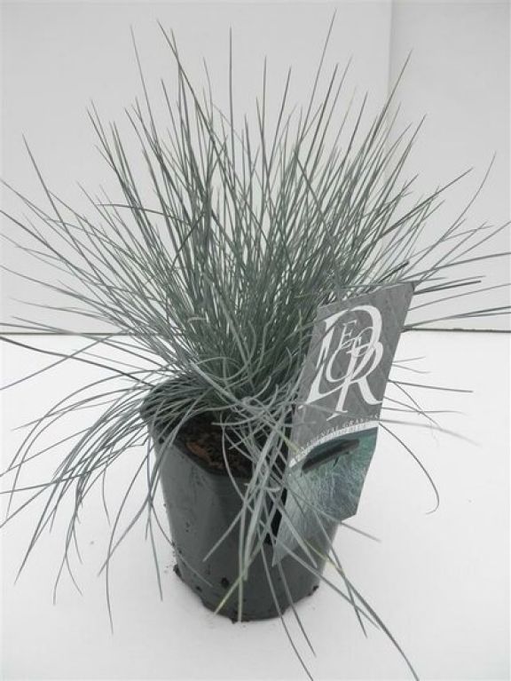 Festuca glauca Elijah Blue - Set von 3
