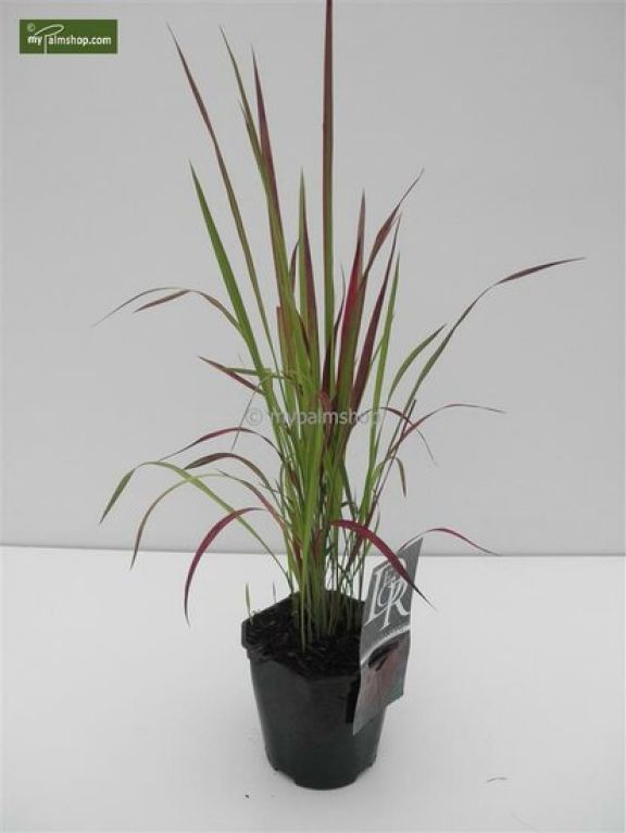 Imperata cylindrica Red Baron - Set von 3