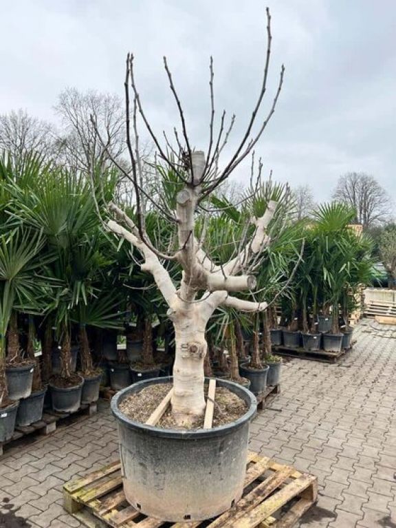 Ficus carica Brown Turkey