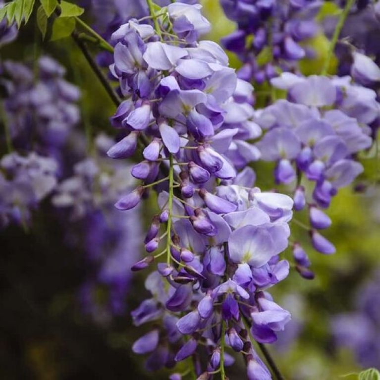 Wisteria sinensis Prolific