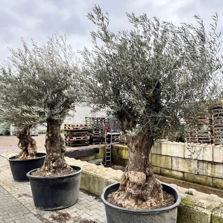 Olea europaea