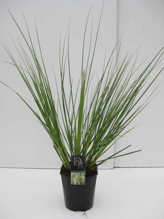 3273 - cortaderia sell