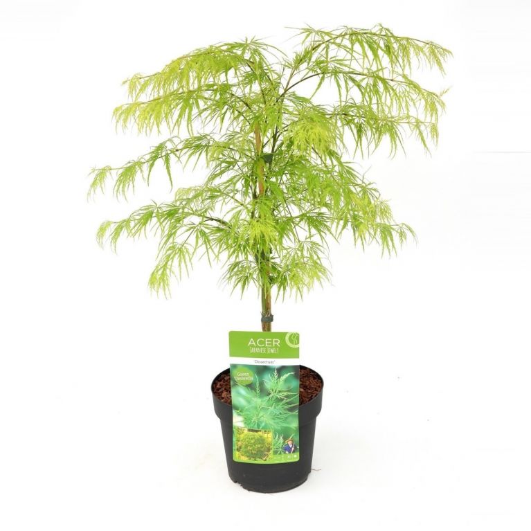 4224 - acer palmatum dissectum