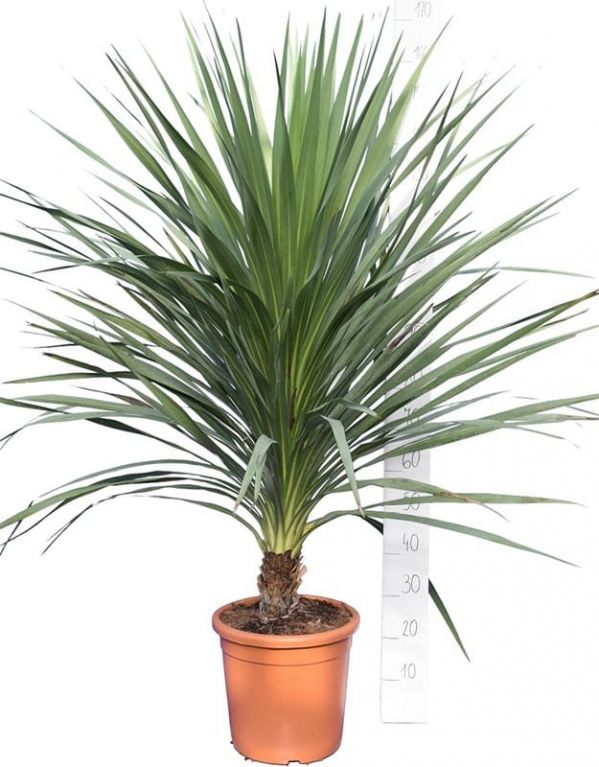 6168 - cordyline australis 150-180 35mt wit k-min