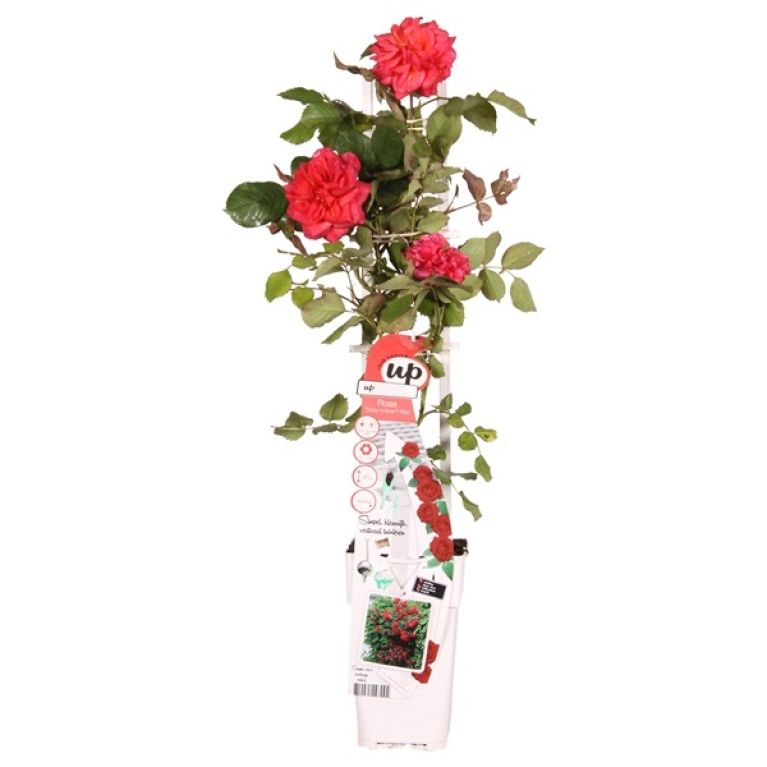 7774 - rosa crazy in love red 2 liter
