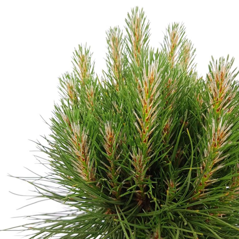 7896 - pinus summer breeze 1 -min 1