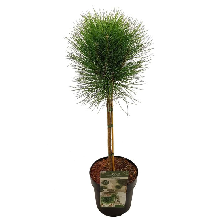 7896 - pinus summer breeze 2 -min