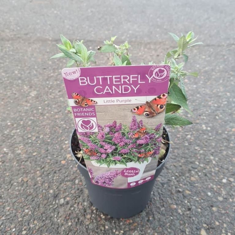 8739 - buddleja butterfly candy little purple-min