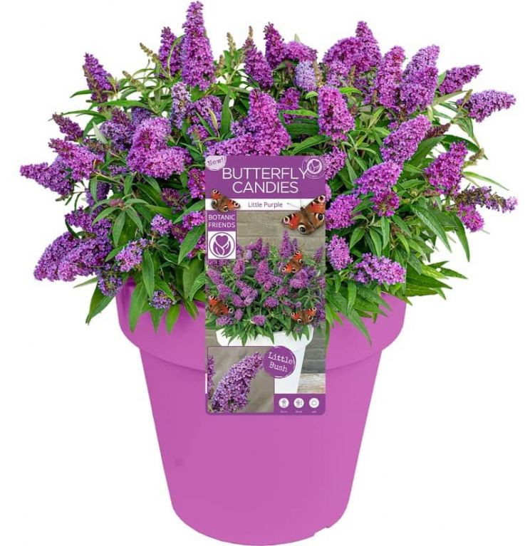 8739 - buddleja butterfly candy little purple pot-min