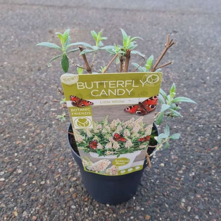 8740 - buddleja butterfly candy little white-min