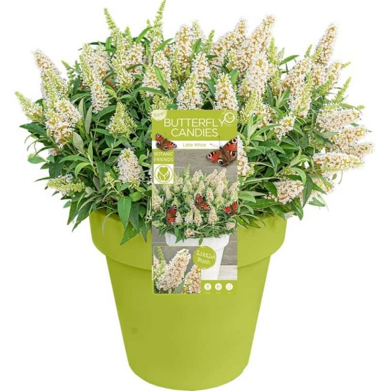 8740 - buddleja butterfly candy little white pot-min
